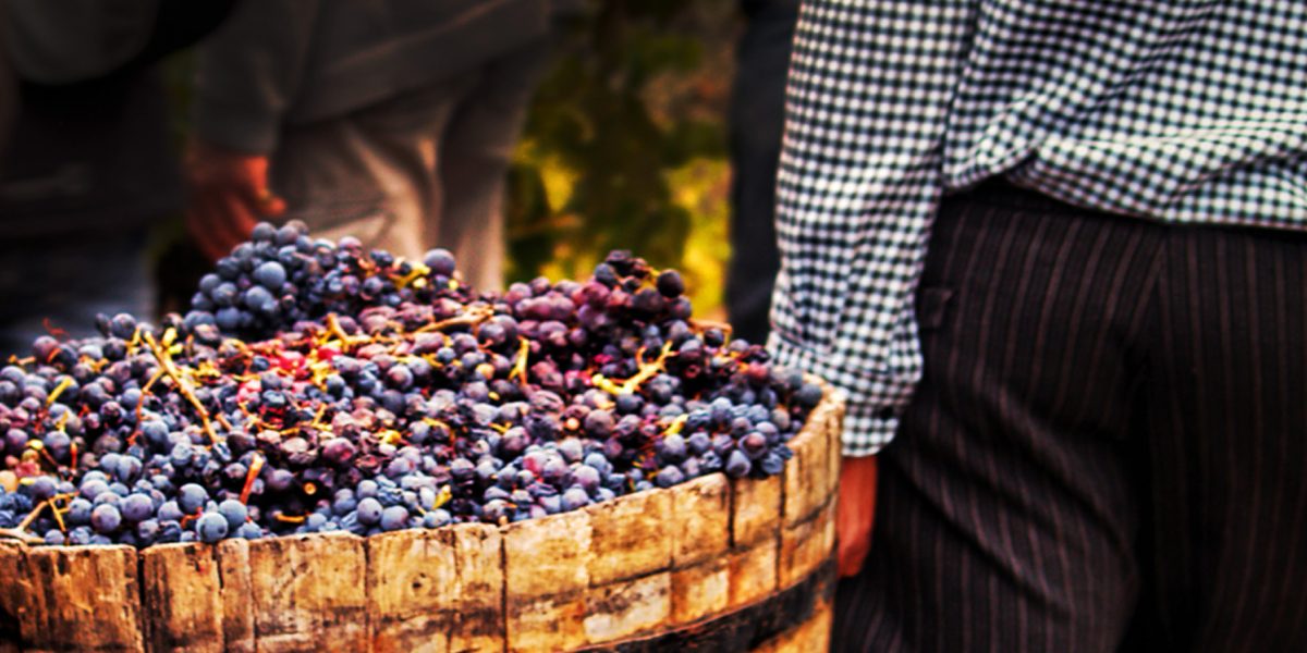 Vendemmia