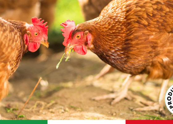 Numeri da record per la produzione avicola italiana